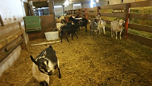 Rustic Kitchen and Bar - Medicine Hat